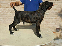 cane corso tigrato